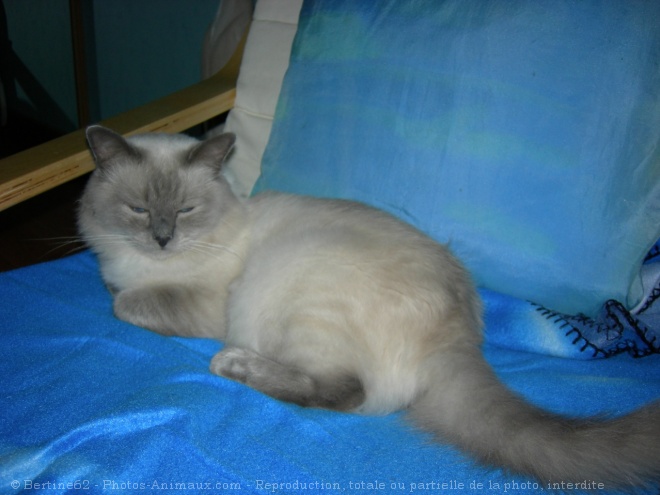 Photo de Ragdoll