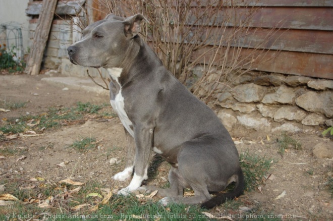 Photo d'American staffordshire terrier