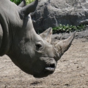 Photo de Rhinocros