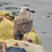 Photo de Mouette