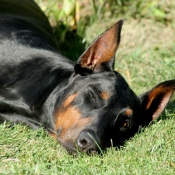 Photo de Dobermann