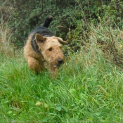 Photo d'Airedale terrier