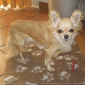 Photo de Chihuahua  poil long