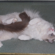 Photo de Ragdoll