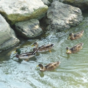 Photo de Canard colvert