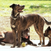 Photo de Races diffrentes