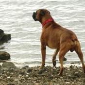 Photo de Boxer