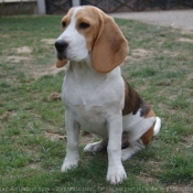 Photo de Beagle