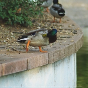 Photo de Canard colvert