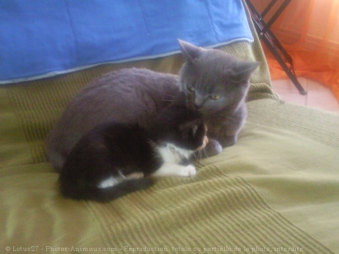 Photo de British shorthair