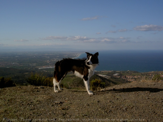 Photo de Border collie