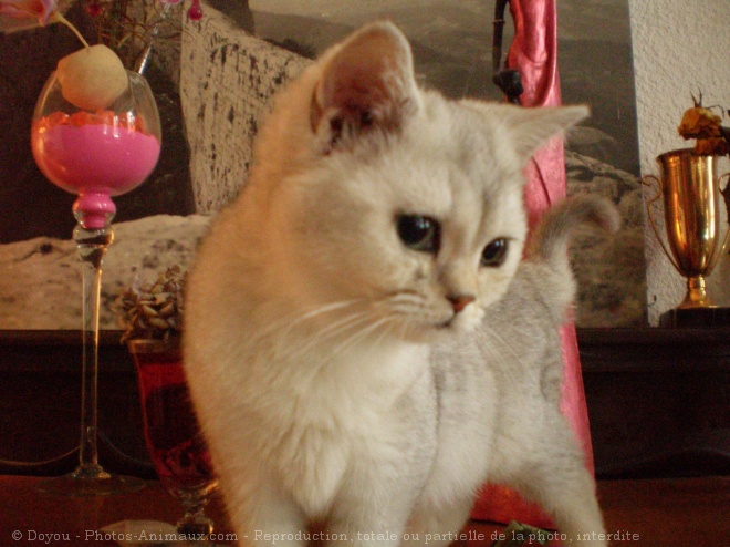 Photo de British shorthair