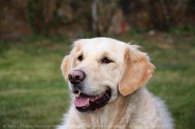 Photo de Golden retriever