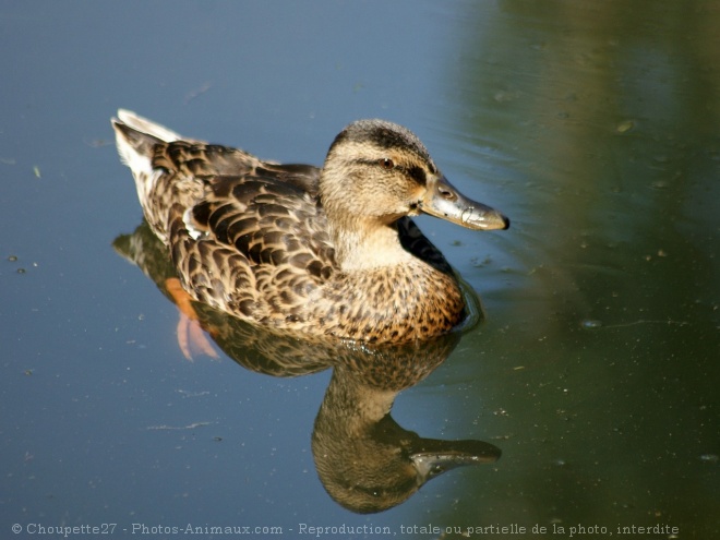 Photo de Canard colvert