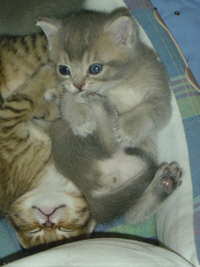 Photo de British shorthair