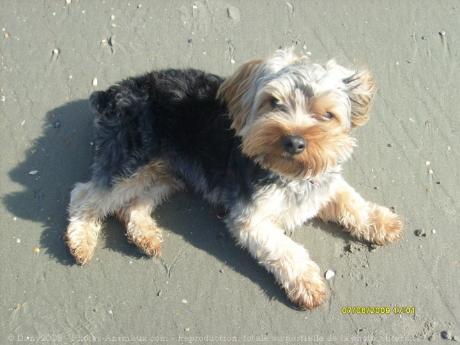 Photo de Yorkshire terrier