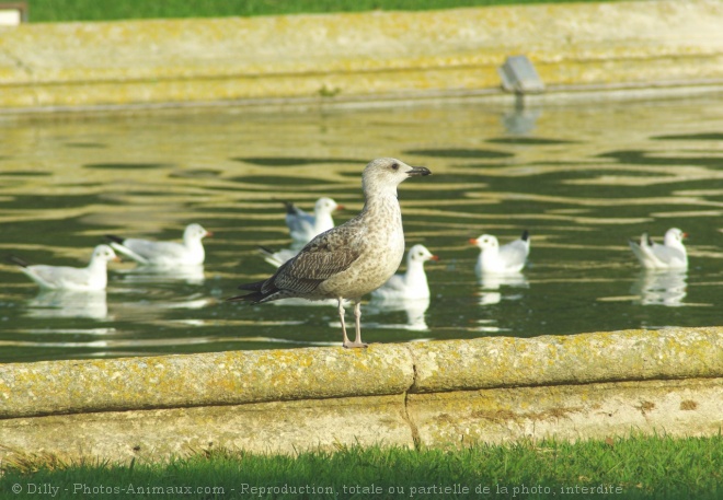 Photo de Mouette