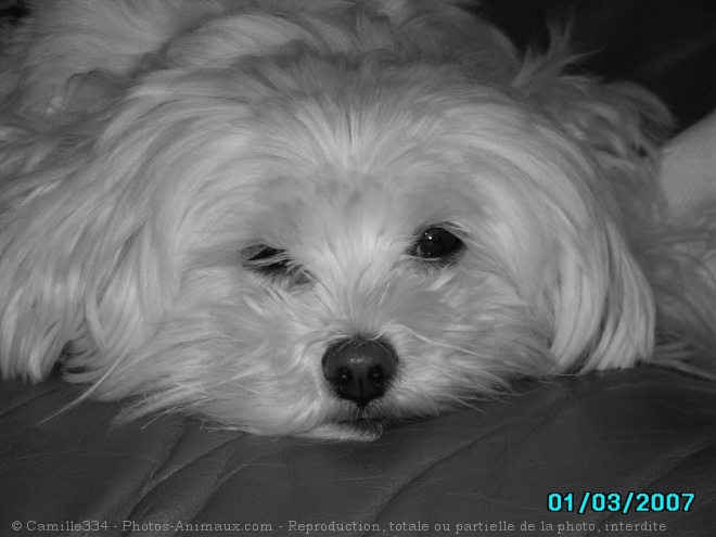 Photo de Bichon maltais