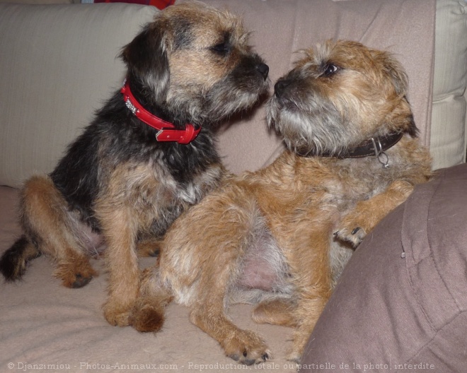 Photo de Border terrier