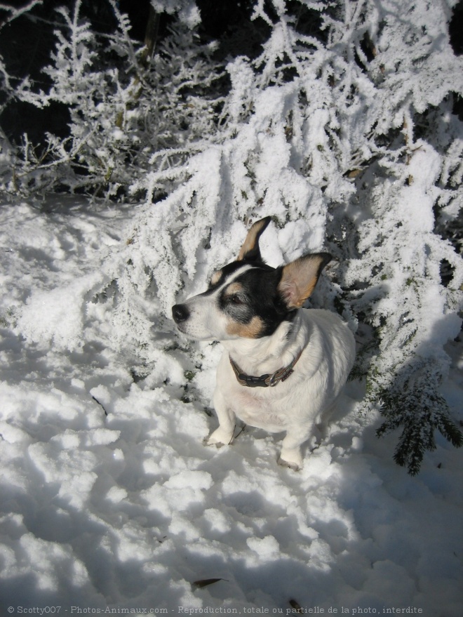 Photo de Jack russell terrier