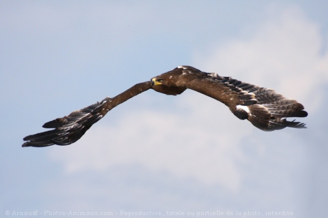 Photo D Aigle Royal Aigle Royal En Vol N Sur Photos Animaux Com