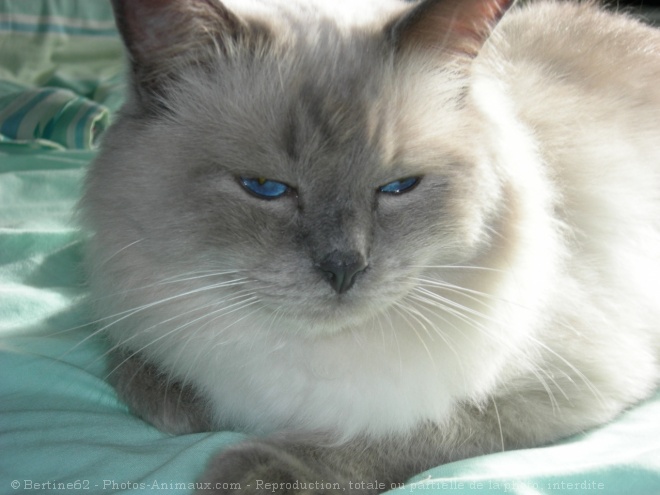 Photo de Ragdoll