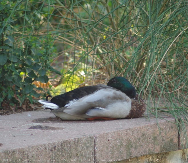 Photo de Canard colvert