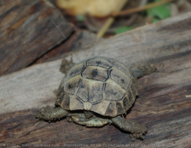 Photo de Tortue