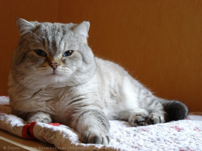 Photo de British shorthair