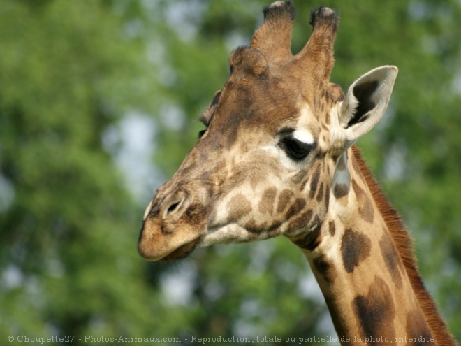 Photo de Girafe