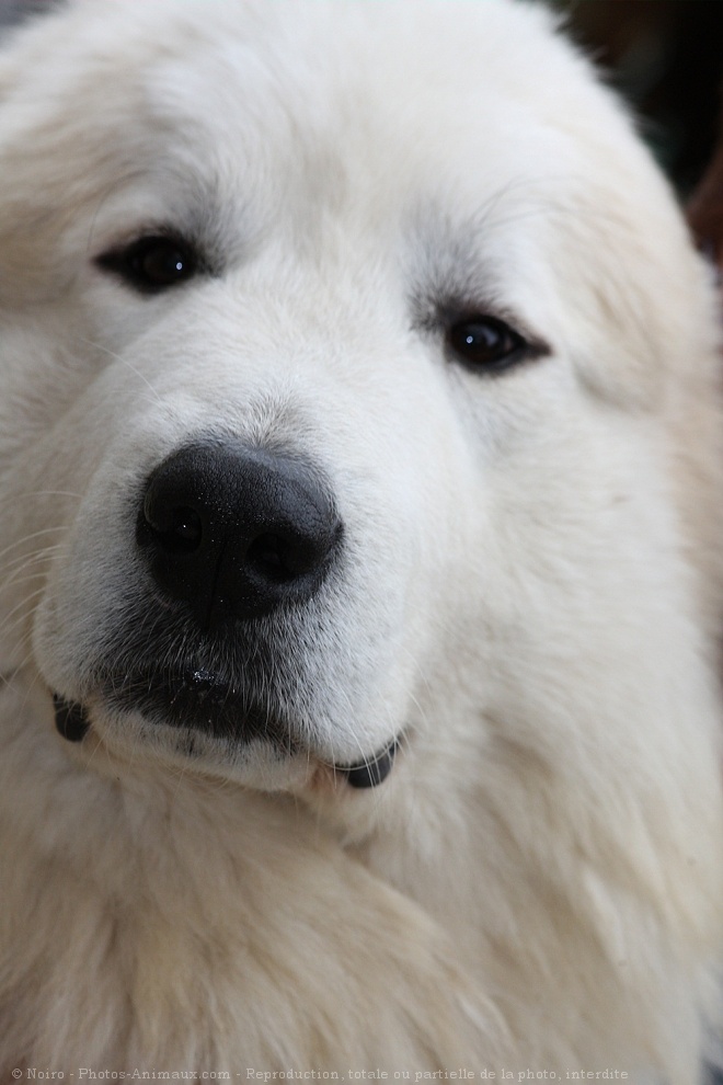 Photo de Chien de montagne des pyrnes