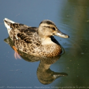 Photo de Canard colvert