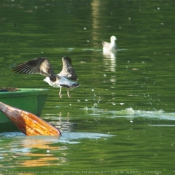 Photo de Mouette