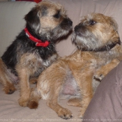 Photo de Border terrier