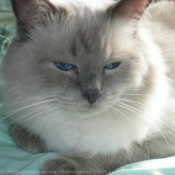 Photo de Ragdoll