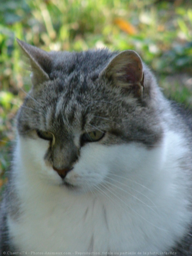 Photo de Chat domestique