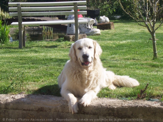 Photo de Golden retriever