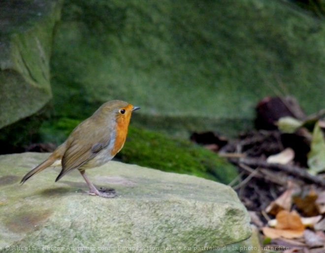 Photo de Rouge gorge