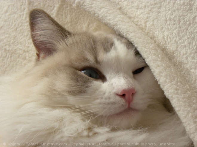 Photo de Ragdoll