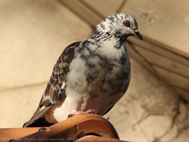 Photo de Pigeon