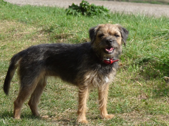 Photo de Border terrier