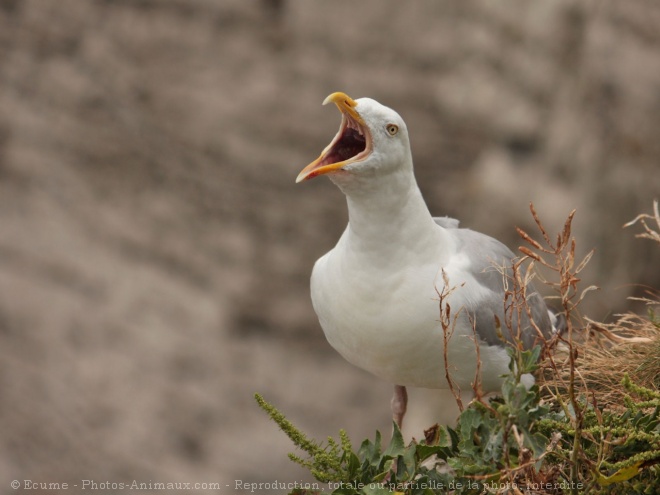 Photo de Goeland