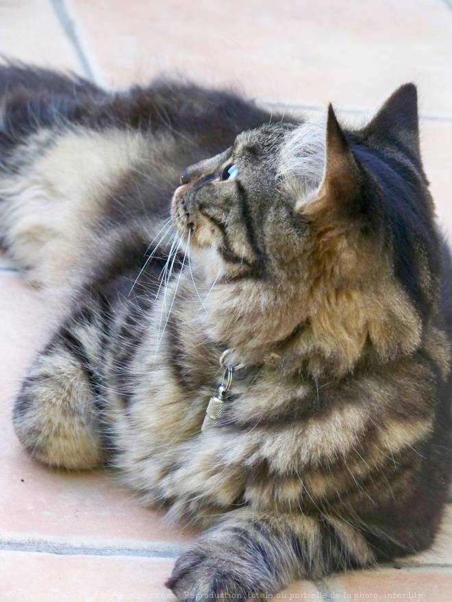 Photo de Maine coon