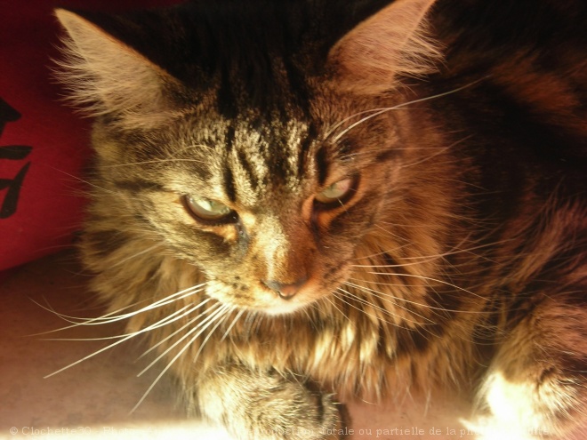 Photo de Maine coon