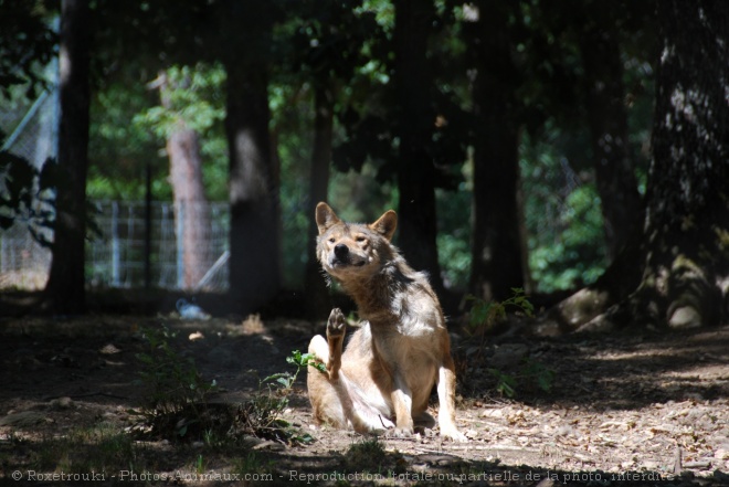 Photo de Loup