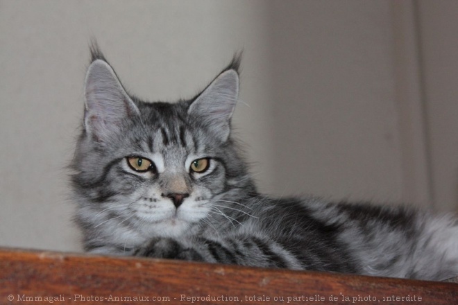 Photo de Maine coon