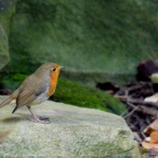 Photo de Rouge gorge