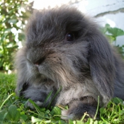 Photo de Lapin