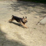 Photo de Border terrier