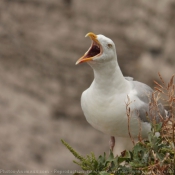 Photo de Goeland